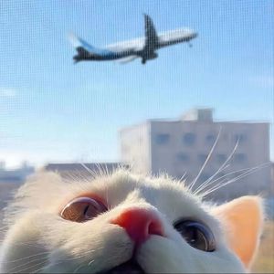 激情视频在线免费观看8852
