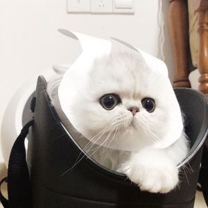 激情视频在线免费观看8852
